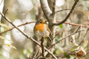 Fototapeta premium Friendly robin caught during a walk