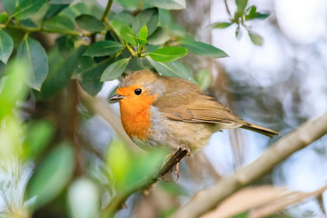 Obraz premium Friendly robin posing for the photographer