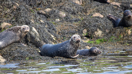 Naklejka premium seal in water