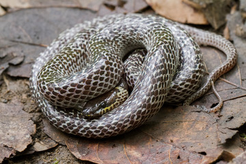 Oriental wolfsnake (Lycodon capucinus) found in tropical forest Though the wolf snake is...