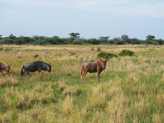 Buffalo and wildebeest