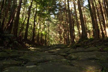 Forest in Japan