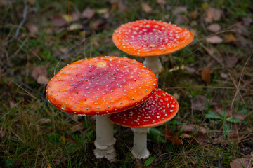 red mushroom in the forest