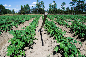 Fototapeta na wymiar Growing Organic Potatoes in Thailand, Potato Fields, Potato Flowers.