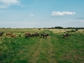 herd of buffalo grazing in field