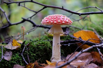 Mushroom Amanita muscaria in autumn forest. It is red toadstool, commonly known as the fly agaric or fly amanita. It is poisonous mushroom. And is noted for its hallucinogenic properties
