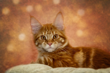 Portrait of a red Maine Coon cat against a red background.
