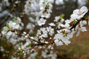 blooming cherry tree in spring