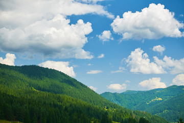 beautiful summer landscape, high spruces on hills, blue cloudy sky and wildflowers - travel destination scenic, carpathian mountains