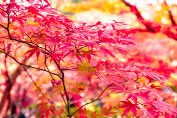 美しい京都の紅葉