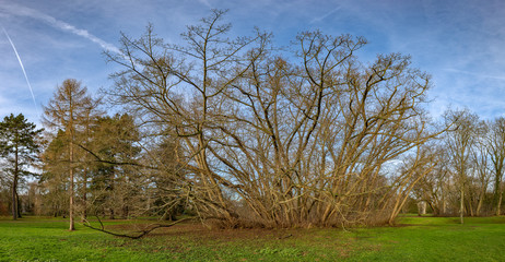 Eine Baumgruppe ohne Laub im Winter