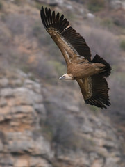Buitre leonado