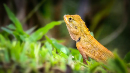 Lizard is a scaly-skinned reptile, with a long body, small head and long tail.          