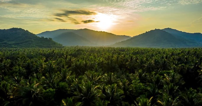 Timelapse. Mountains covered with rainforest. Aerial view of trees and river in the valley. Slopes of mountains with forest. Palm Oil Tree Plantation view from above. Aerial view of tropical forest.