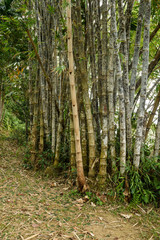 Naklejka premium Canes of giant bamboo in the Royal Botanical Gardens, Lunuganga, Sri Lanka