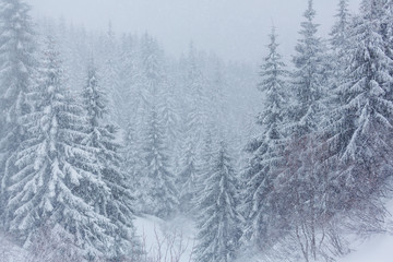 Winter forest