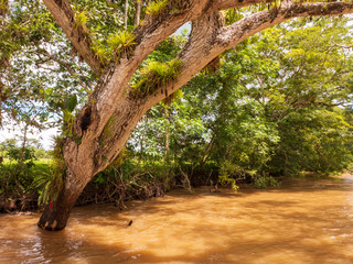 Im Norden Costa Ricas windet sich der Río Frío durch die Landschaft. Das Naturschutzgebiet Caño Negro befinden sich dort. Es ist das wichtigste Feuchtgebiet Costa Ricas