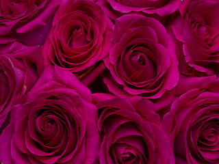 Rose flowers top view background. Close Up romantic texture for valentines day or women's day