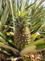 Fototapeta premium Ananasplantage im Norden von Costa Rica auf dem Weg nach Boca Tapada. Die Ananas (Ananas comosus oder Ananas sativus) ist eine Pflanzenart aus der Familie der Bromeliengewächse (Bromeliaceae).