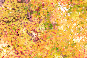 美しい京都の紅葉