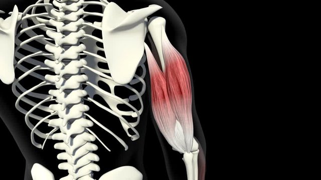 Triceps Muscle