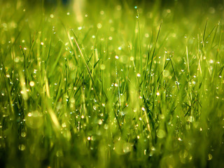 The grass getting wet and still looks beautiful.