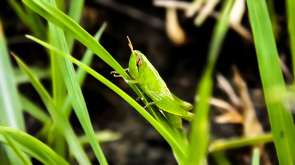 Grasshoppers are medium to large insects which has a length of 1 to 7 centimetres.
