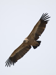 Fototapeta premium Buitre leonado