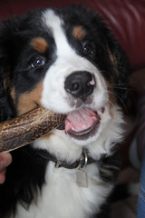 Chiot bouvier bernois