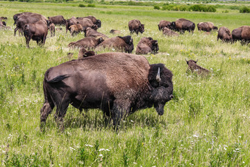 Wild bison in Yellowstone National Park, USA © Brad Pict