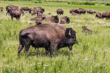 Foto op Plexiglas Wilde bizons in Yellowstone National Park, VS © Brad Pict