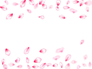 Pink cherry blossom petals isolated