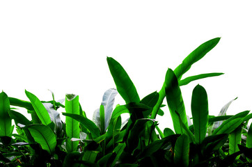 Tropical green leaves on white background