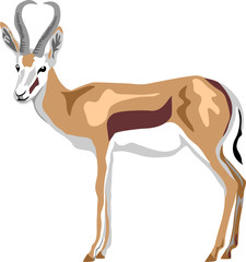 Springbok antelope - colour vector illustration - obrazy, fototapety, plakaty
