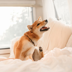 red shiba inu dog itching on a bed indoors