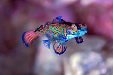 Mandarin fish - Indonesia banda underwater