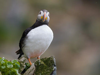 Frailecillo