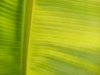 Texture background of backlight fresh green Leaf.