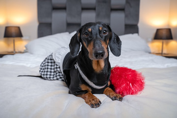 Funny black and tan dachshund wearing maid costume lay with feather duster on white bed or sofa in a hotel room. Home cleaning process. Dog friendly hotel concept