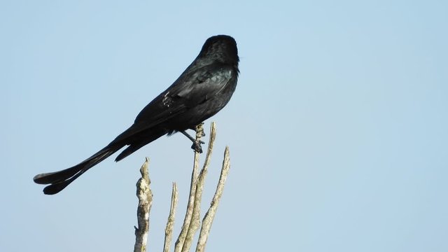 Black drongo staying on branch.