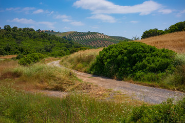 The landscape near the city of Ronda, Spain, showing fields of wheat, wild flowers and grass on a summer day. 