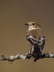 Papamoscas cerrojillo