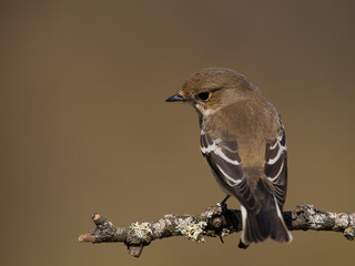 Papamoscas cerrojillo