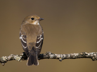 Papamoscas cerrojillo