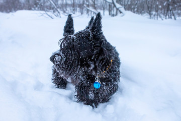 Black dog Scottish Terrier plays in the snow.
