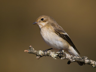 Papamoscas cerrojillo