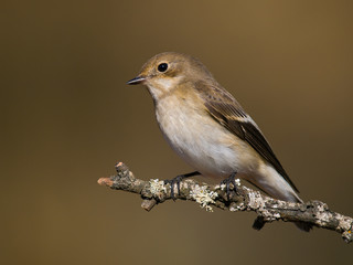 Papamoscas cerrojillo
