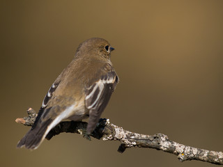 Papamoscas cerrojillo