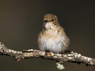 Papamoscas cerrojillo