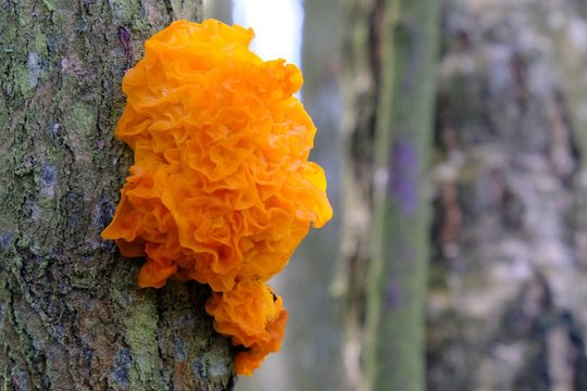 Interesting mushroom Tremella mesenterica (yellow brain, golden jelly fungus, yellow trembler), looking like orange jelly on the tree. Has healing properties.